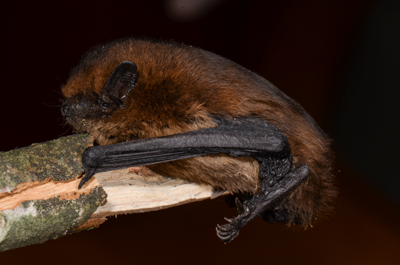 fledermaus